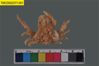 藏品(窄小并額蟹)的圖片